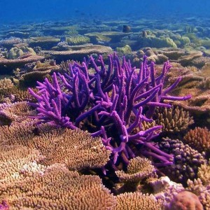 Great-Barrier-Reef-coral